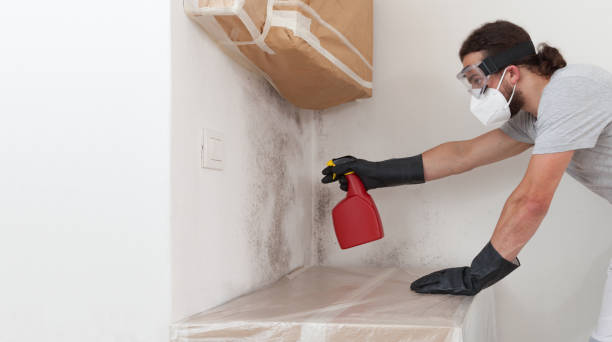 Basement Mold Remediation treatment on basement walls in Oviedo